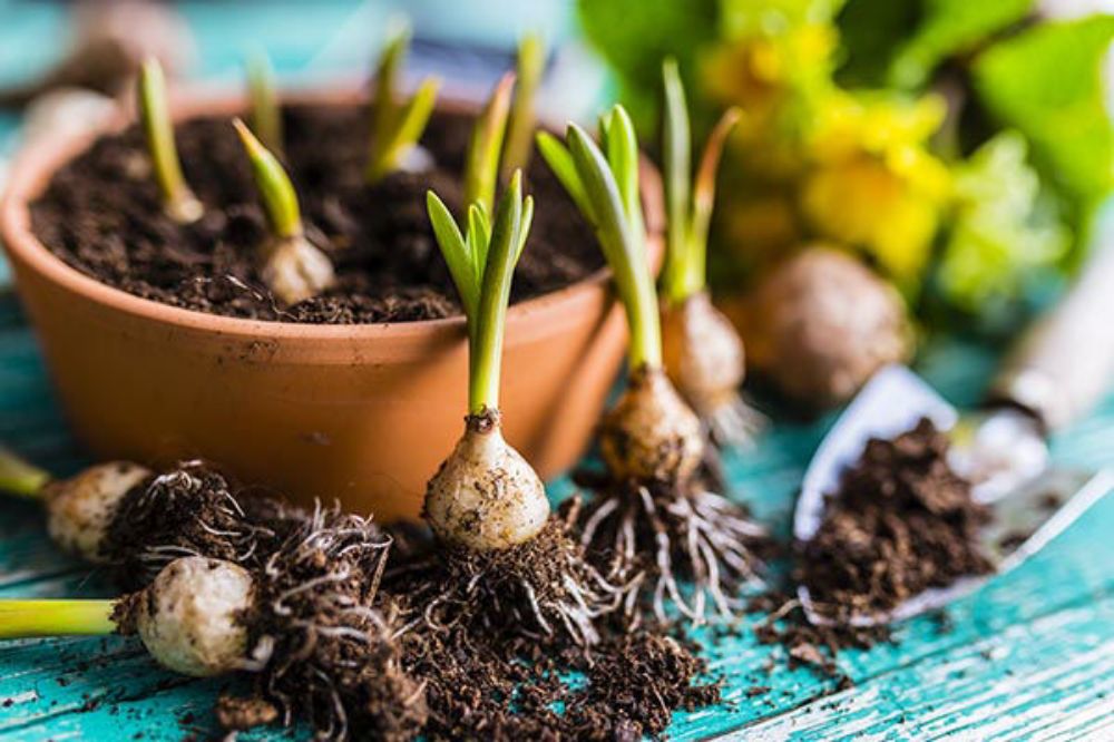 Travaux de jardinage en septembre Travaux de jardinage en septembre